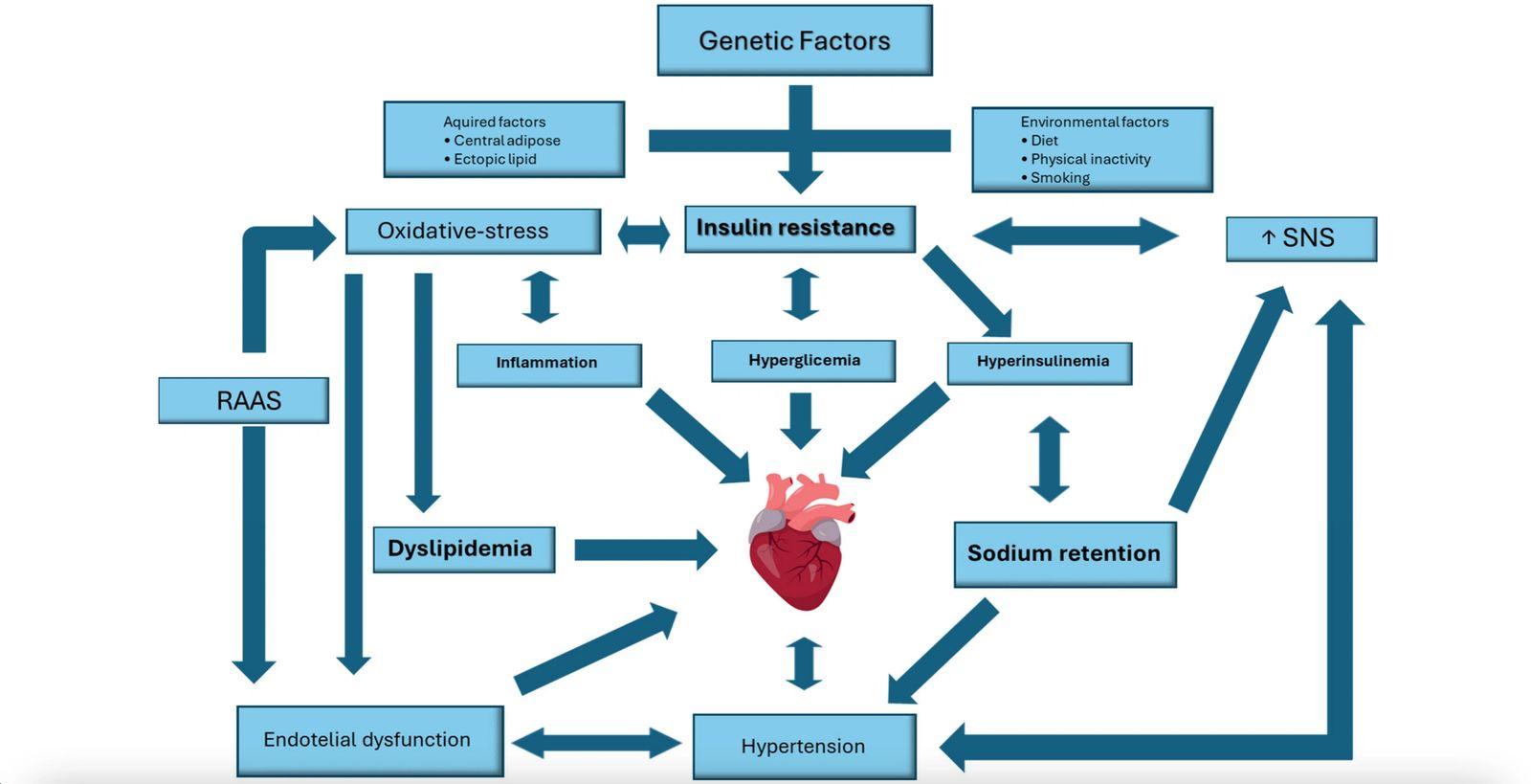 Infographic linking insulin resistance to blood pressure